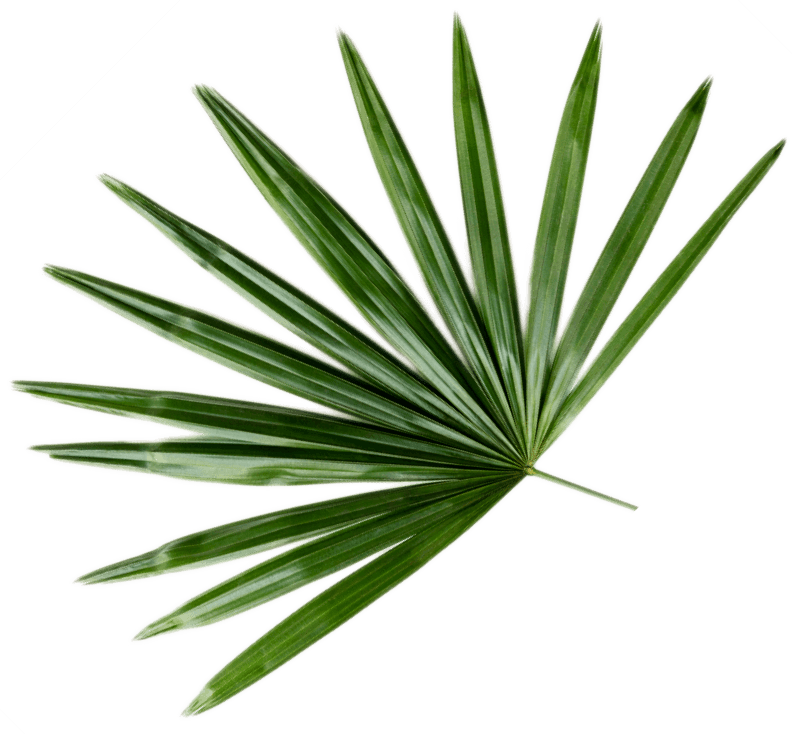fresh green palm leaf background CWB493Q 1